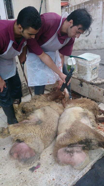1 - Diese Metzger schlachten Schafe zum ADHA Fest erstmalig mit Stunner Benutzungkleiner 700.jpg